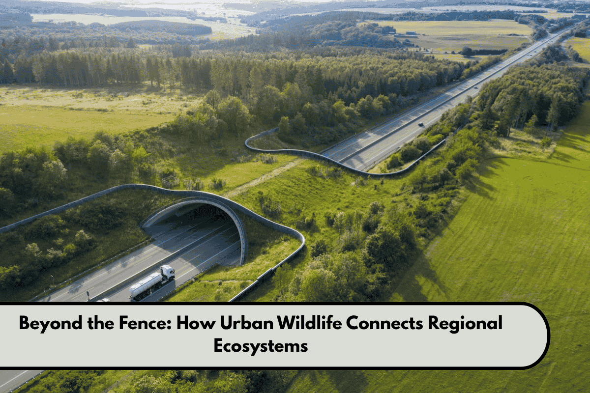Beyond the Fence How Urban Wildlife Connects Regional Ecosystems