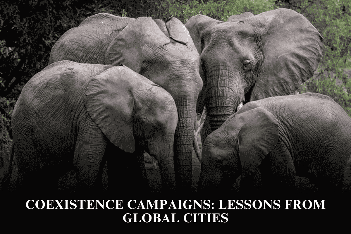 Coexistence Campaigns Lessons from Global Cities