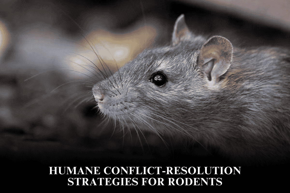 Humane Conflict-Resolution Strategies for Rodents