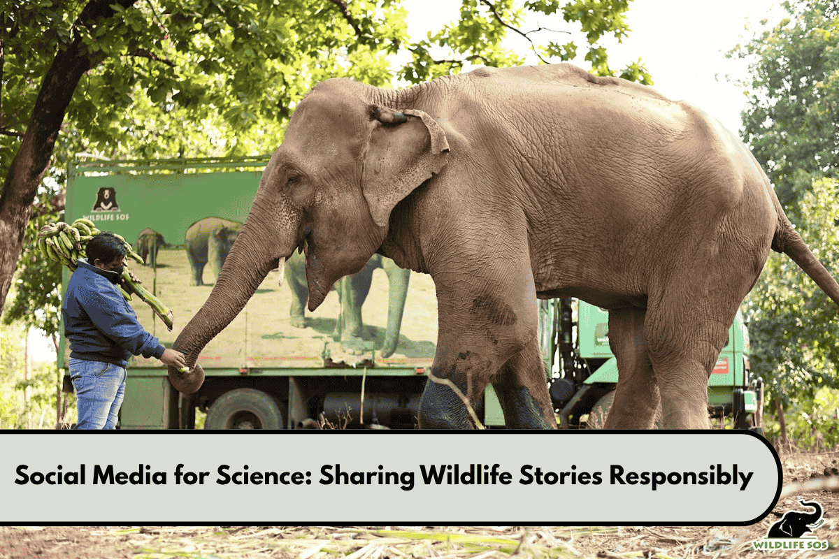 Social Media for Science Sharing Wildlife Stories Responsibly