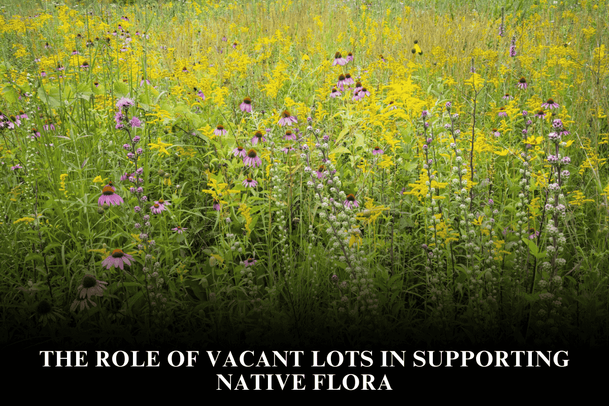 The Role of Vacant Lots in Supporting Native Flora
