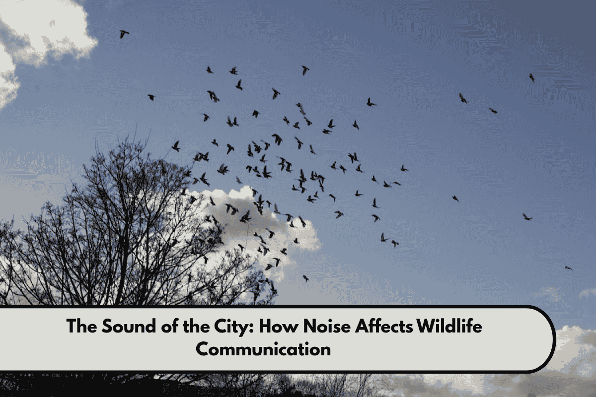 The Sound of the City How Noise Affects Wildlife Communication