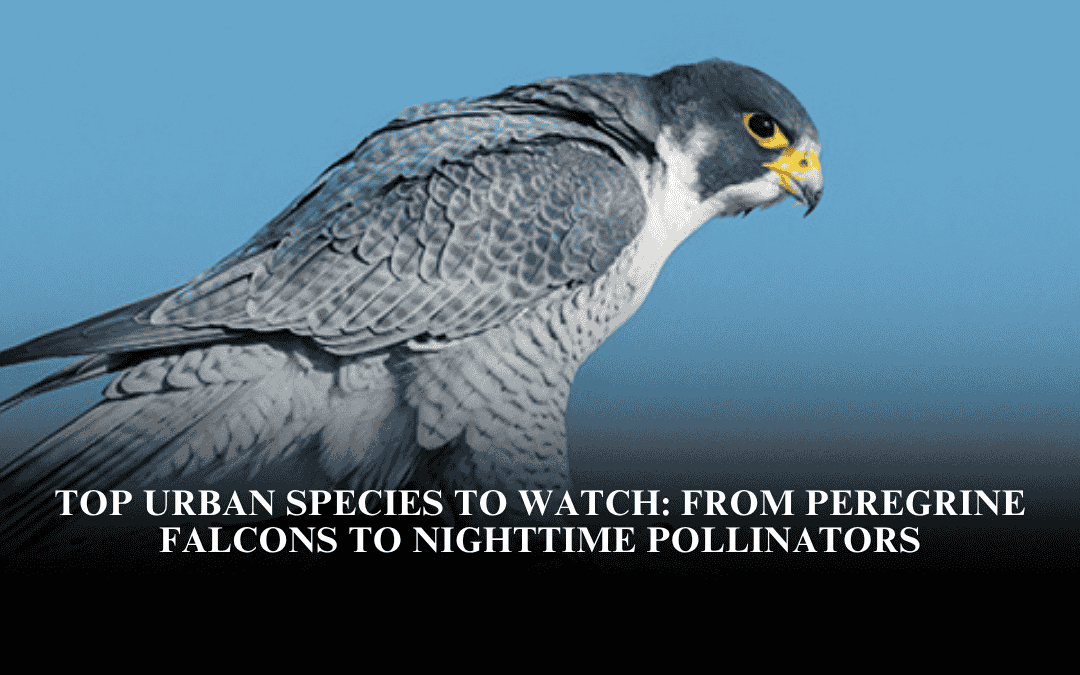 Top Urban Species to Watch: From Peregrine Falcons to Nighttime Pollinators
