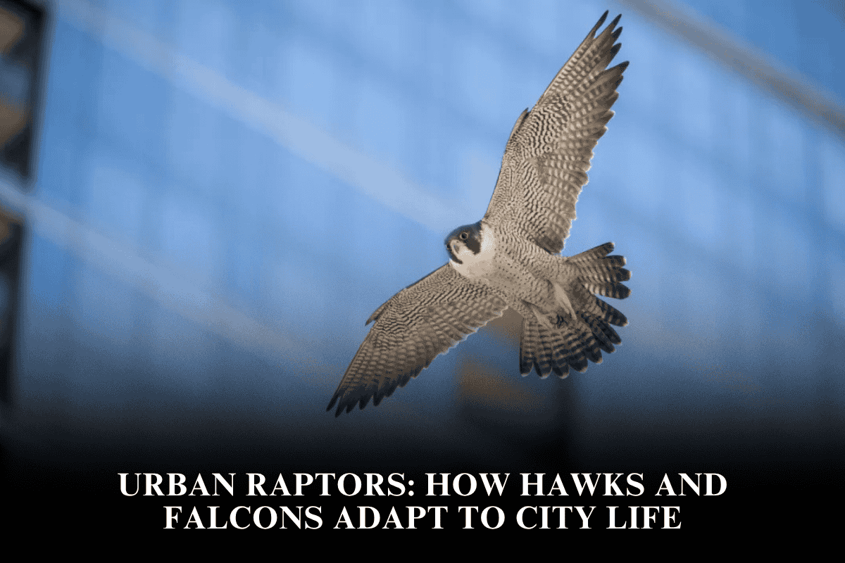 Urban Raptors How Hawks and Falcons Adapt to City Life