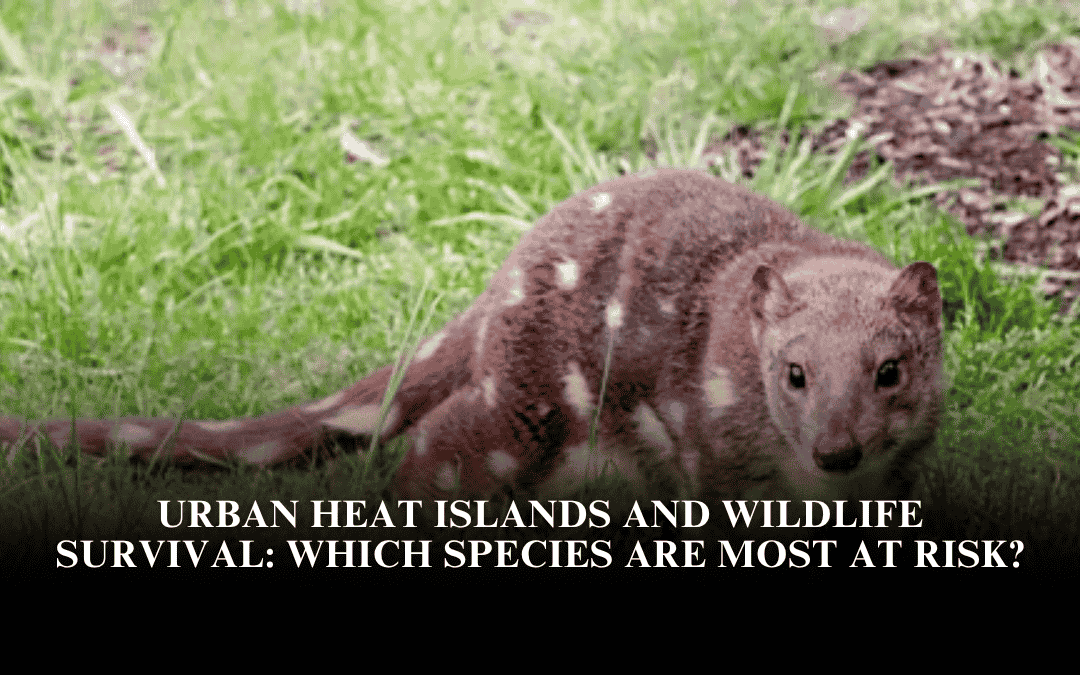 Urban Heat Islands and Wildlife Survival: Which Species Are Most at Risk?