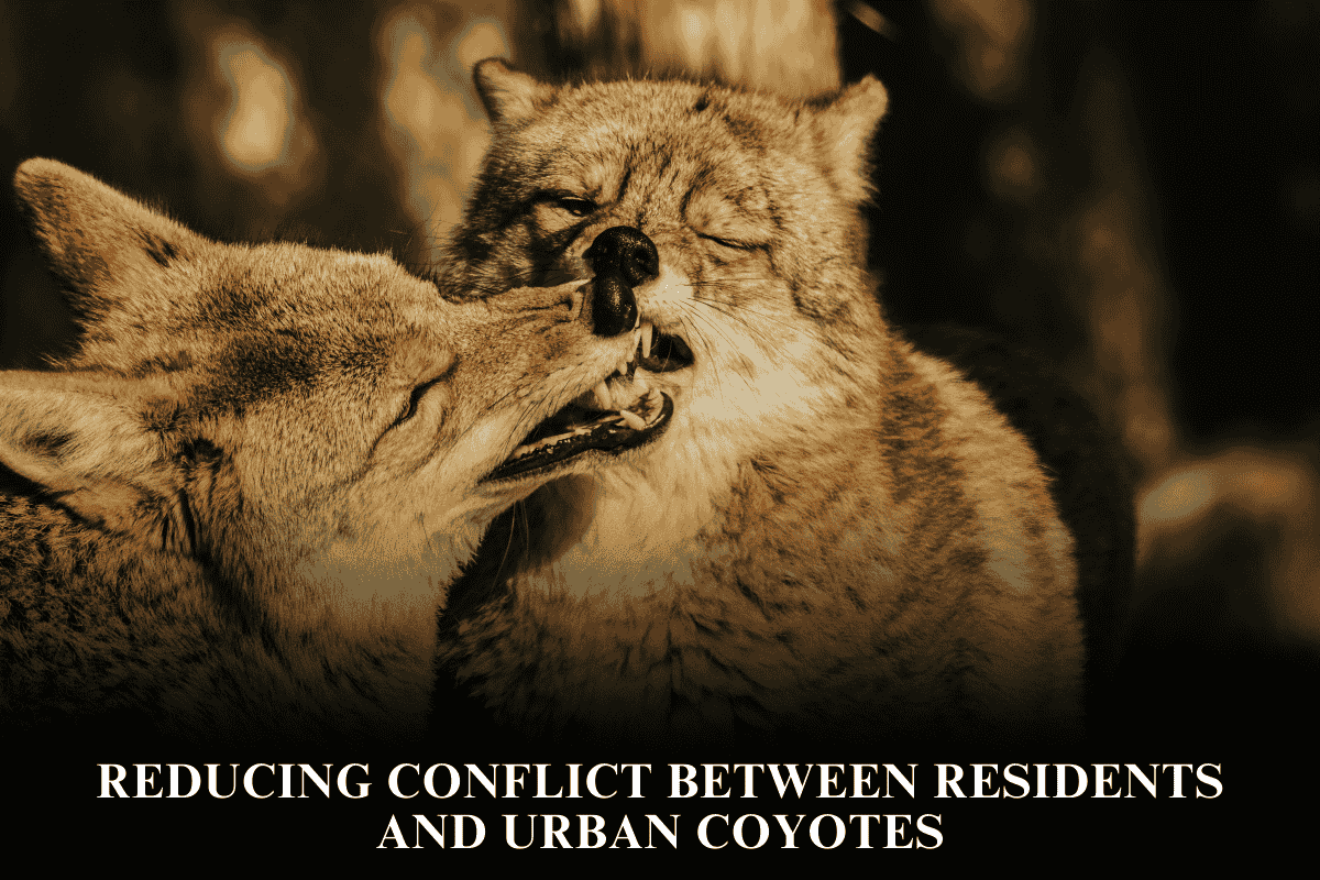 Reducing Conflict Between Residents and Urban Coyotes