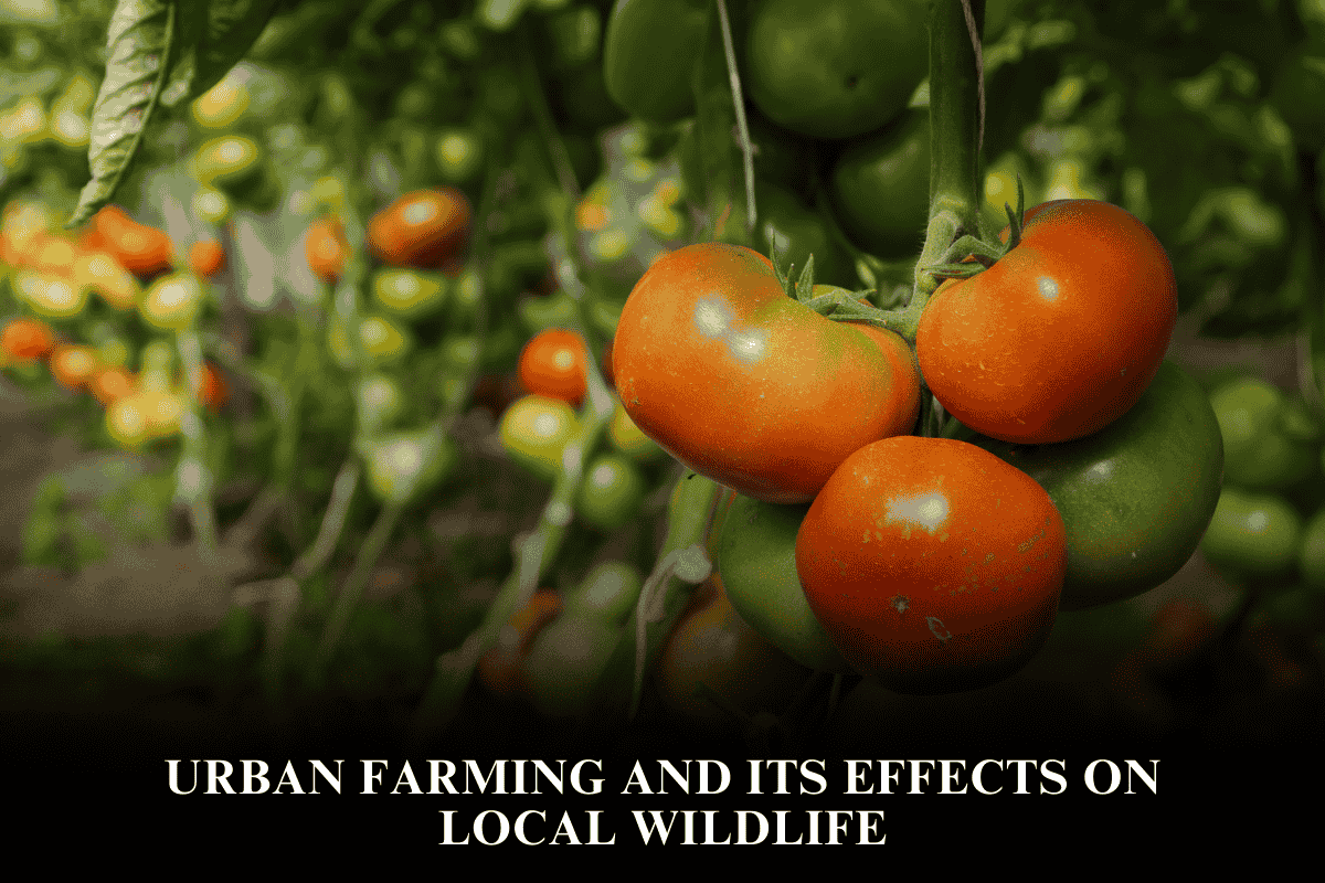 Urban Farming and Its Effects on Local Wildlife